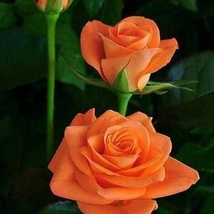 Meet your Posher, Carol